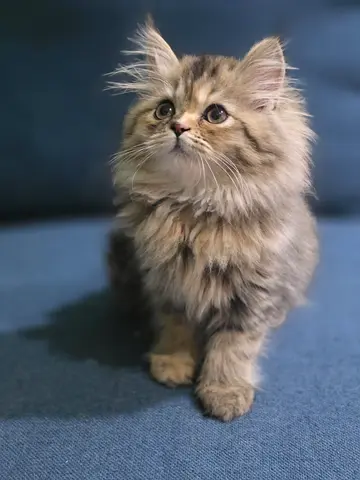 Siberian kitten