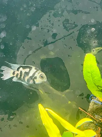 Small African Cichlid (Zebra/Julidochromis-type) Ready to Rehome