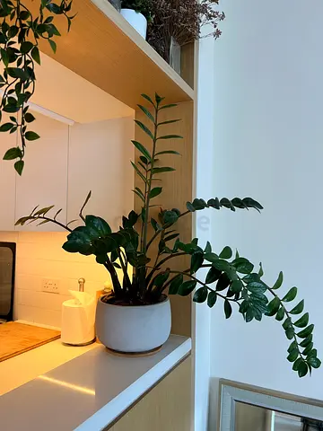 Beautiful Large ZZ Plant with Concrete Pot
