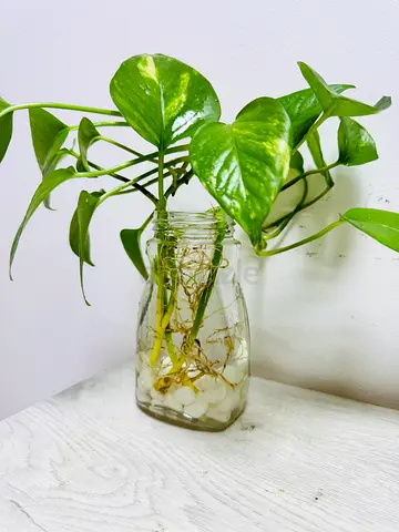 Pothos (Devils Ivy) Cutting in Glass Jar - Ready to Root