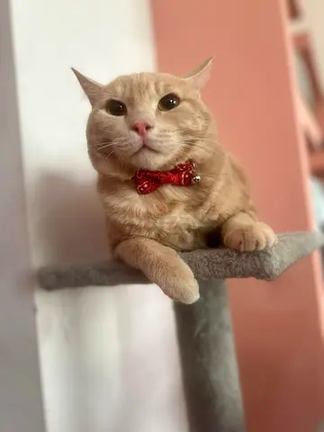 cute cat looking for loving home