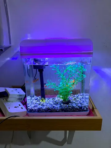 Small fish tank with fish