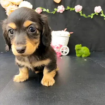 dachshund puppy for adoption