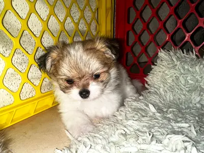 7 weeks old Maltipoms puppies