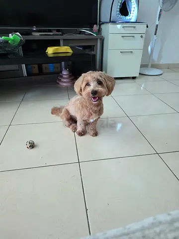 Maltipoo looking for a new home (photographs included)
