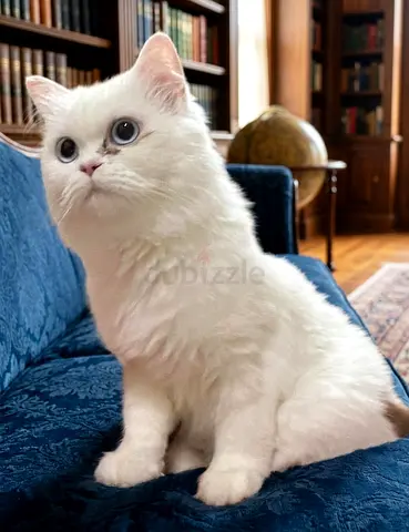 Indoor Cat with full accessories