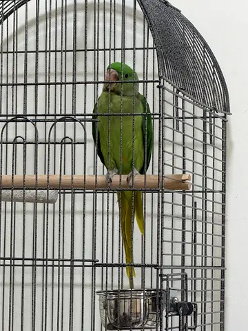 Raw alexendar parrots