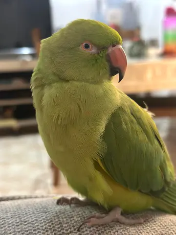 Missing green parrot