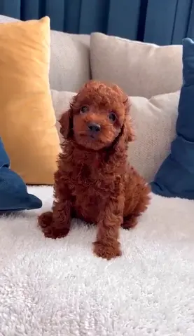 pet