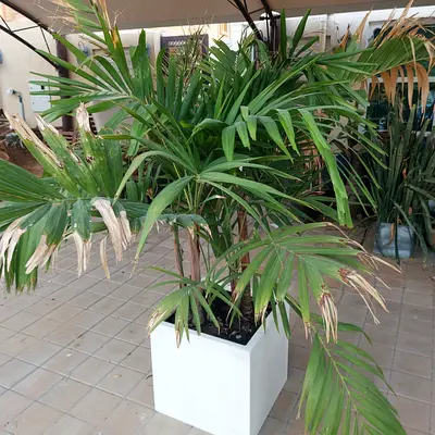 Plants out door decorations