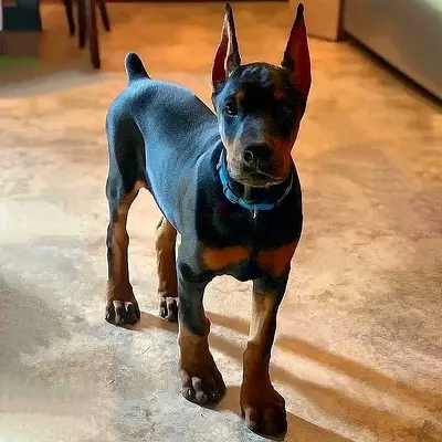 Dobber-Man Puppies