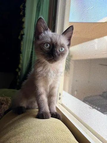 Pet