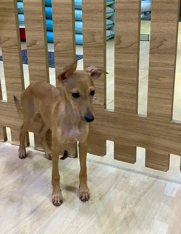pet