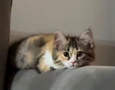 8 Month old persian kitten for adoption