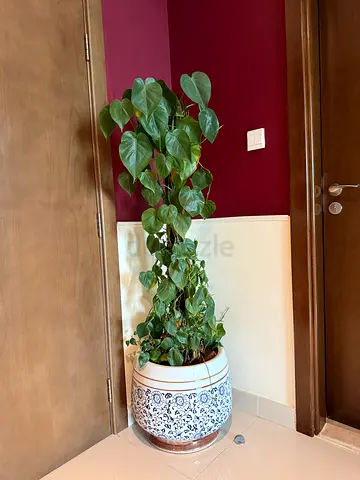 Large Heartleaf Philodendron with Decorative Ceramic Pot