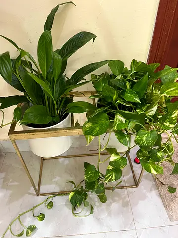 Two indoor potted plants(stand not included)