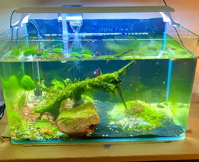 50 cm Complete Aquarium Setup – Fully Aquascaped