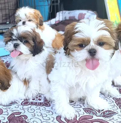 Shihtzu puppies male and female cute little puppy dog