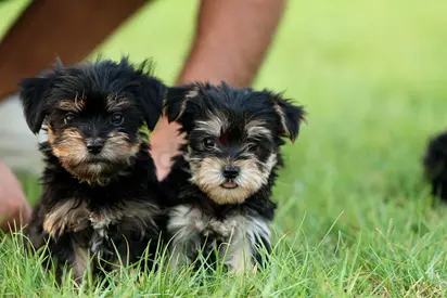 Adorable Yorkie Puppies — Ready for New Home