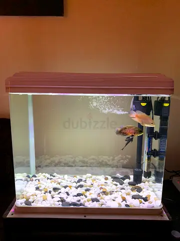 Fish Aquarium