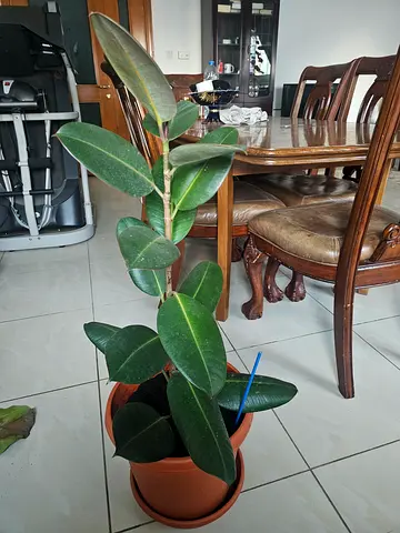 Medium potted rubber plant (Ficus elastica) — healthy indoor plant