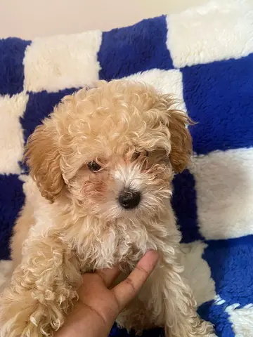 Adorable Maltipoo Puppies Looking for Loving Homes 🐾