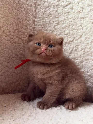 Pair of  British Shorthair cinnamon Kittens — Healthy and Playful