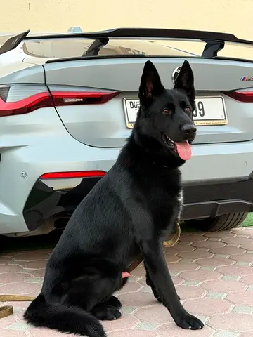 Male German Shepherd Looking for Family
