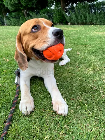 Cooper the Beagle Seeking a Loving Forever Home in the UAE