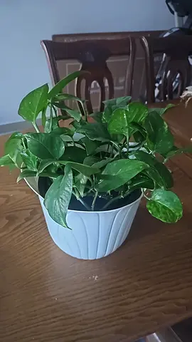 Healthy Golden Pothos in Decorative White Pot - Ready to Move In