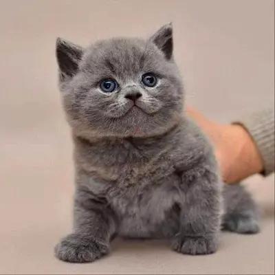 Healthy Blue-Gray British Shorthair Kitten — Ready for New Home