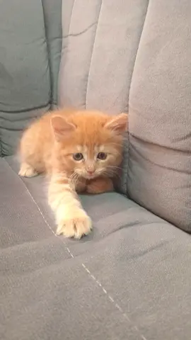 Cat for adoption