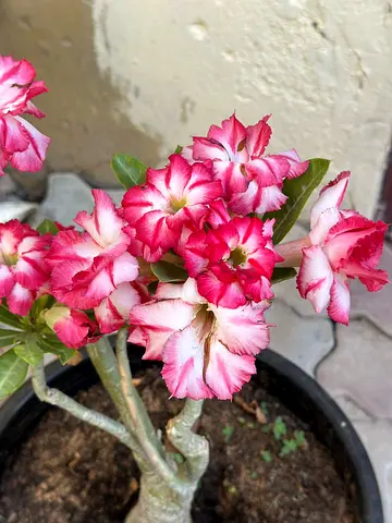 Gorgeous Double-Petal Pink  White Desert Rose (Adenium)