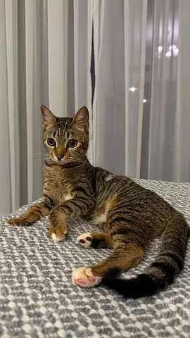 Cat for adoption
