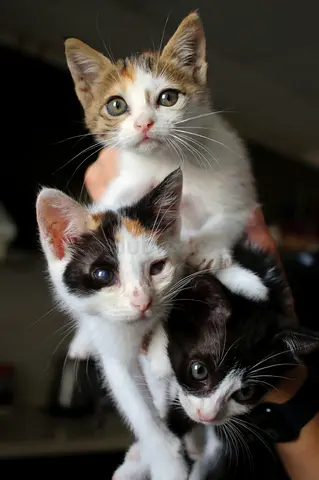 Kittens for Free