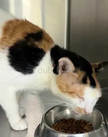 Pretty Beatrice needs a caring forever home