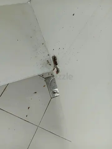 Pest Control Services! 20% OFF