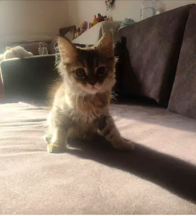 Kitten