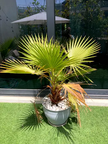 Potted Fan Palm (Outdoor/Indoor) - Healthy Small Palm in Decorative Pot