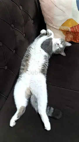 Friendly gray  white cats looking for a new home.
