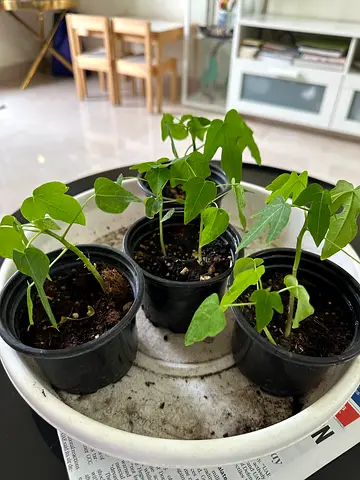 Small potted indoor plants — young green PAPPAYA seedlings (3 pots)