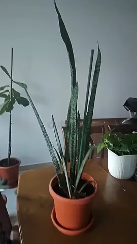 Sansevieria (Snake Plant) potted indoor plant - healthy and easy care