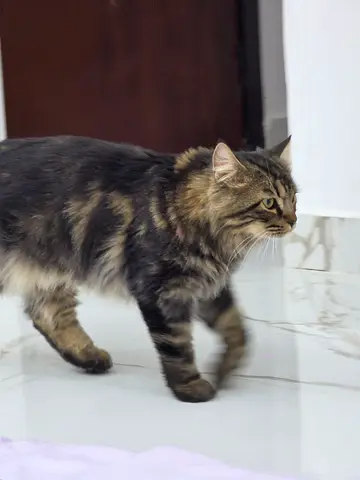 1 year and a half male cats