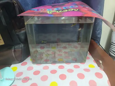 Small used fish tank with lid — suitable for betta or small fish
