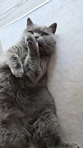 Cat for free adoption