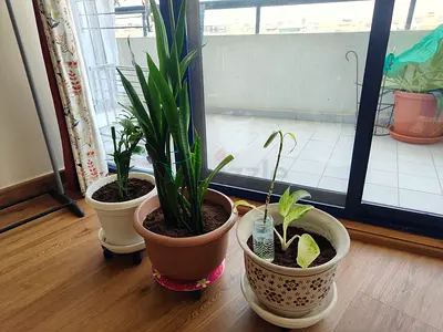 indoor potted plants with pots