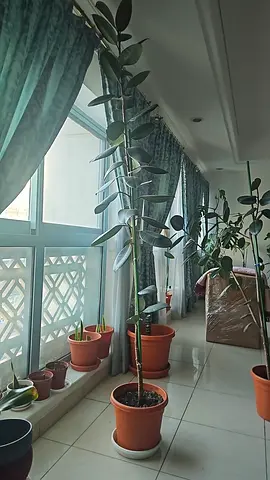 Tall indoor potted plants - rubber tree / ficus collection (several pots)