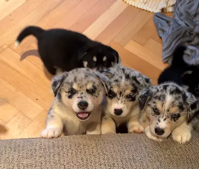 Rare Husky x Corgi Puppies