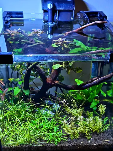 Beautifully Planted Aquarium Setup