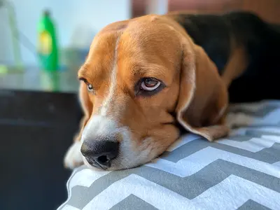 Cooper the Beagle Seeking a Loving Forever Home in the UAE
